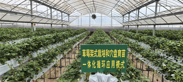 大棚中的现代农业技术.png